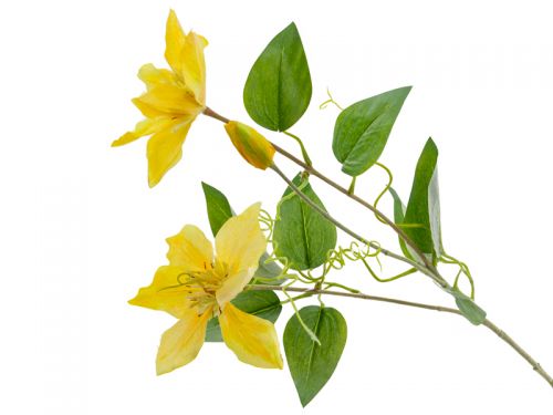 Клематис жовтий 76 см