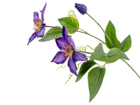 Клематис фіолетовий 76 см