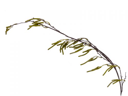 Березові сережки 105 см