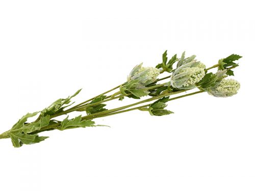 Синьоголовник 6 голів