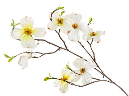 Гілка Дерен біла 66 см