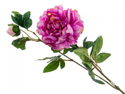 Півонія фіолетова 68 см