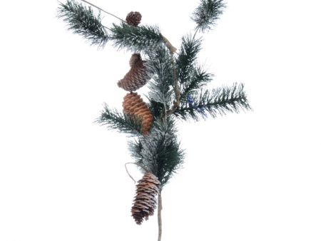 Гілка хвойна засніжена з шишками