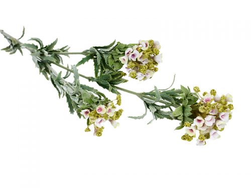 Гілка хамелаціуму