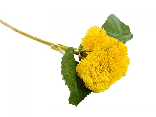 Суцвіття седума 1ка гель