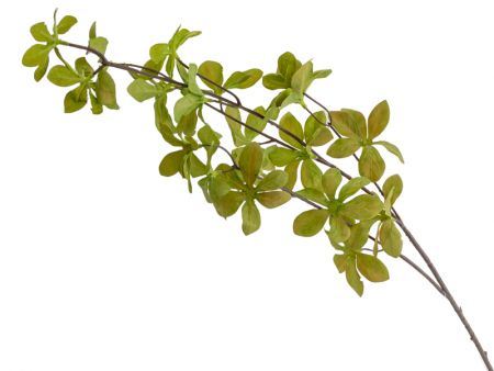 Гілка Акебія зелена 68 см