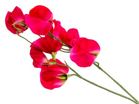 Запашний горошок рожевий 43 см