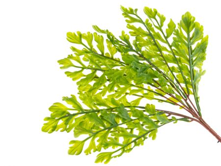 Букет папоротника гель зелений