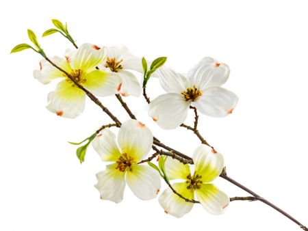 Гілка Дерен біла 75 см