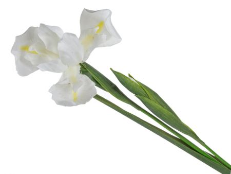 Ірис білий 76 см (пластик)
