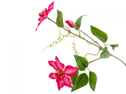 Клематис рожевий 76 см