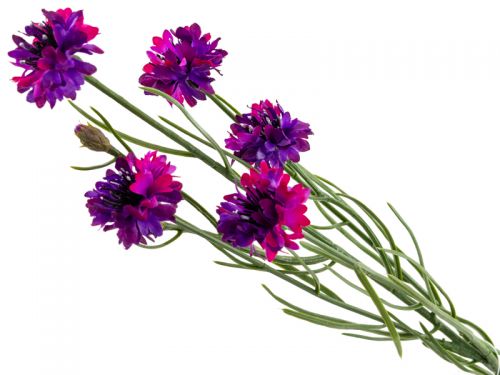 Волошка фуксія 66 см