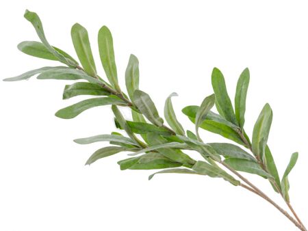 Гілка Омели зелена 70 см