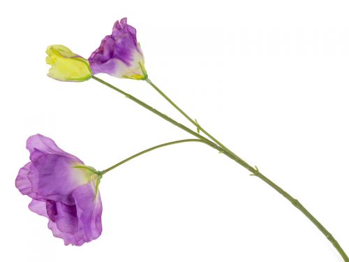 Еустома коротка 3 голови