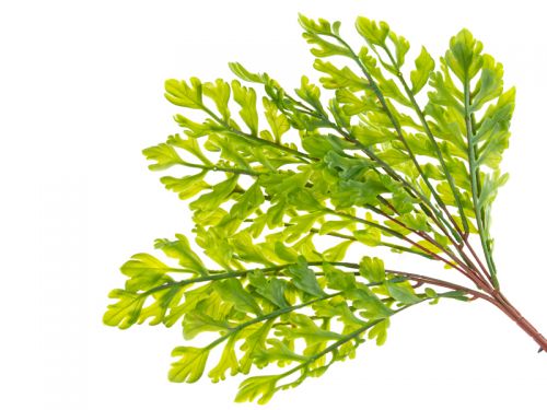 Букет папоротника гель зелений