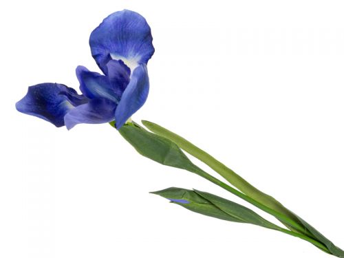 Ірис блакитний 76 см (пластик)