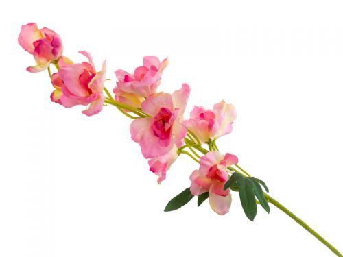 Дельфініум рожевий 50 см