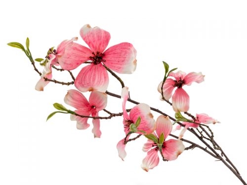 Гілка Дерен рожева 75 см