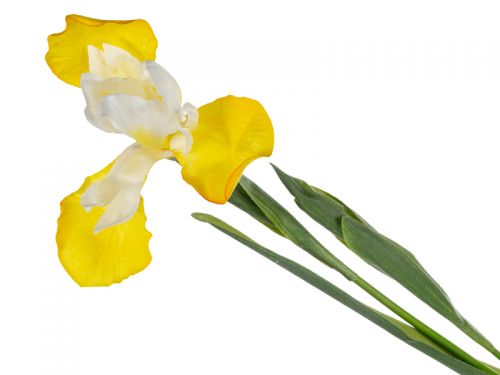 Ірис жовтий 76 см (пластик)