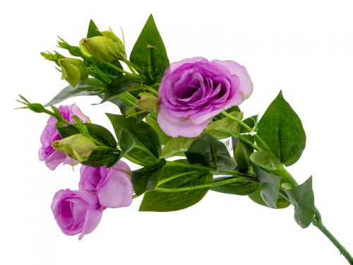 Еустома лілова 77 см