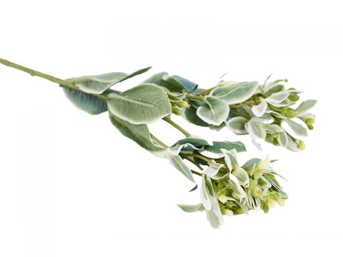 Гілка молочай