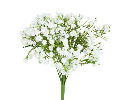 Пучок гіпсофіли