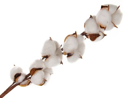 Гілочка декоратівная 