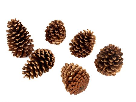 Набір декоративних шишок 6 шт (натуральні матеріали)