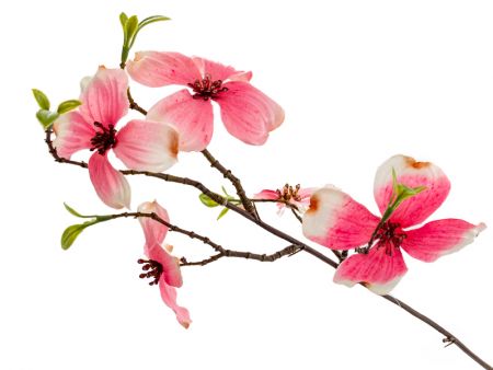 Гілка Дерен рожева 66 см