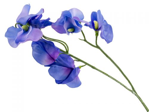 Запашний горошок синій 43 см