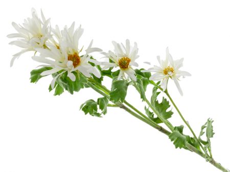 Гілка хризантеми біла 85 см (поліестр з напиленням)