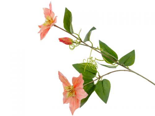 Клематис бежевий 76 см